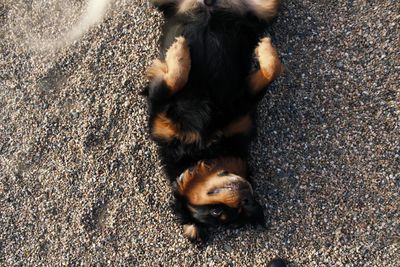 High angle view of dog