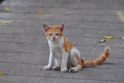 Portrait of cat on footpath in city