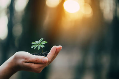 Person holding plant