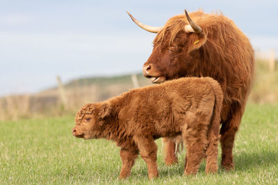 Highland cattle standing on field