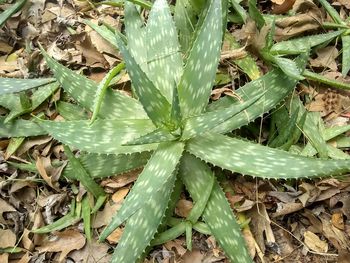 High angle view of succulent plant on field