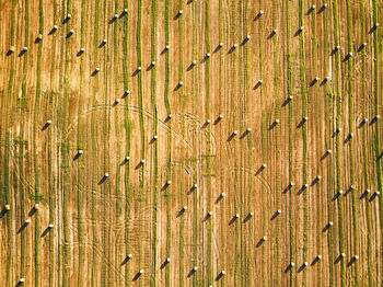 Autumn landscape, straw bales on agricultural field. haystacks fall season top aerial view. 