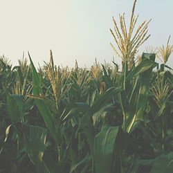 Plants growing on field