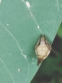 High angle view of insect on leaf