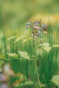 plant