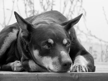 Close-up of a dog resting