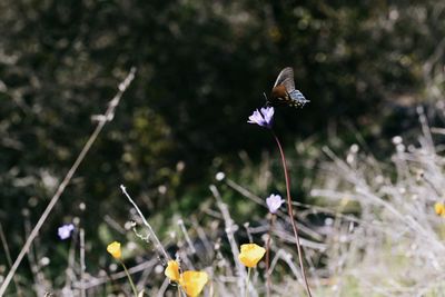 Close-up of butterfly on purple flower