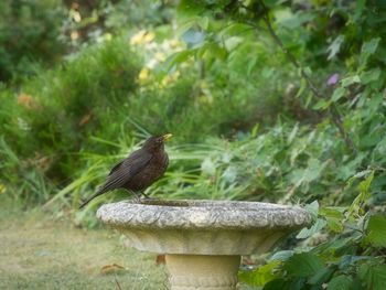 Close-up of bird perching on a plant