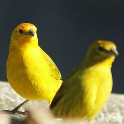 Close-up of bird perching on yellow flower