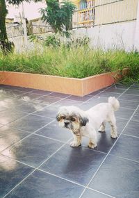 Dog in front of built structure