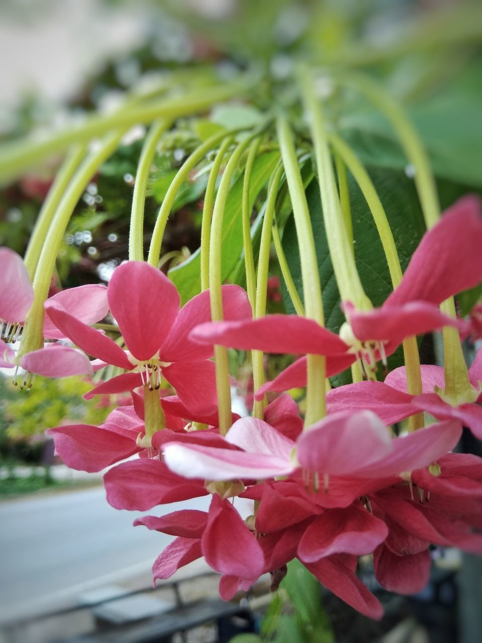 CLOSE-UP OF PINK FLOWERS