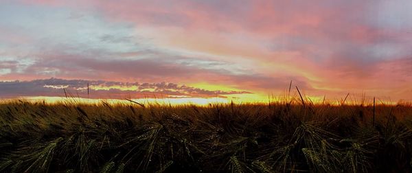 Close-up of grass against sky during sunset