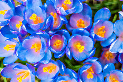 Full frame shot of purple flowering plants