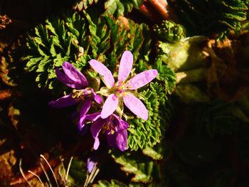 Close-up of pink flowering plant