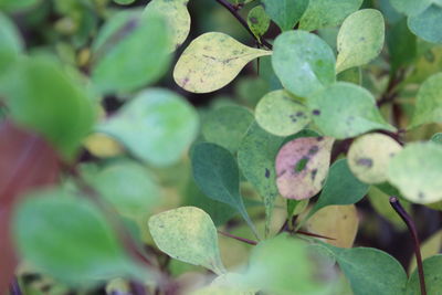 Close-up of fresh green plants