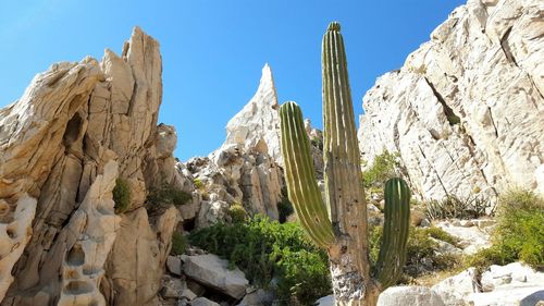 Low angle view of rock formations and cactus against clear blue sky