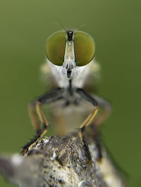 Close-up of fly on flower