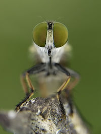 Close up mini robber fly