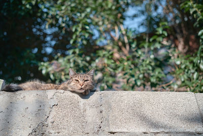 Homeless cat takes a nap on a wall in the old town, enjoying in the sun, copy space for concept,