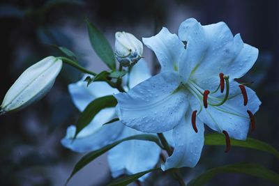 Close-up of wet white flower