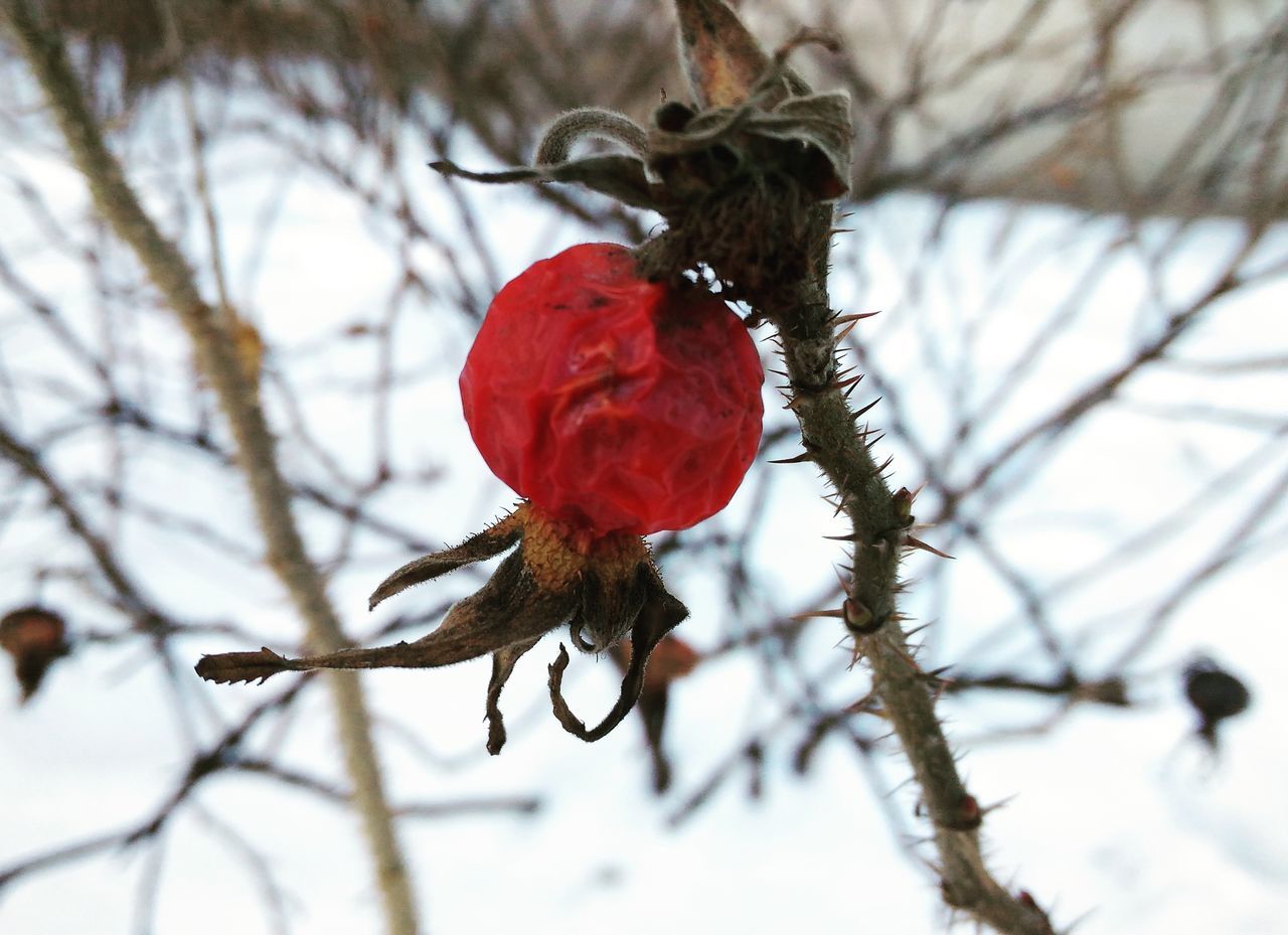 red, focus on foreground, nature, rose hip, tree, winter, branch, bare tree, outdoors, close-up, snow, day, beauty in nature, cold temperature, fruit, no people, sky