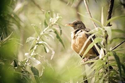 Bird perching on branch