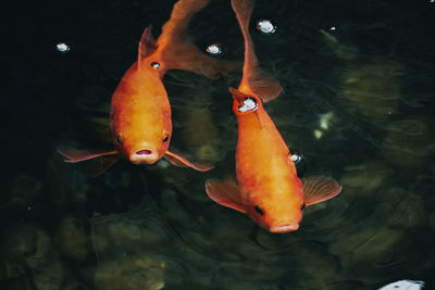 View of fish swimming in sea