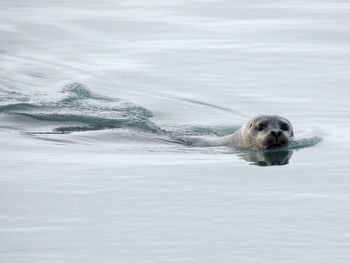 High angle view of sea lion swimming