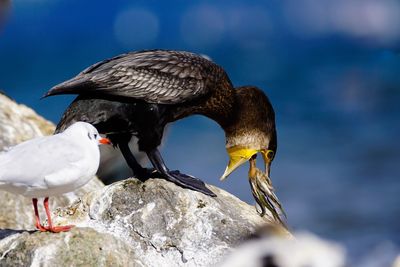 Close-up of cormorant feeding young bird