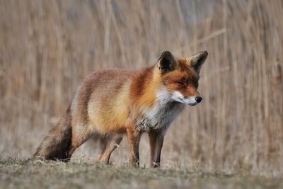 Side view of an animal on land