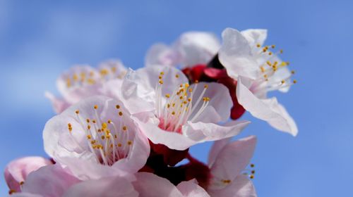 Close-up of white cherry blossoms