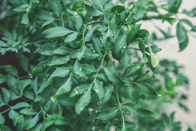 Close-up of green leaves