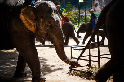 Close-up of elephants in circus