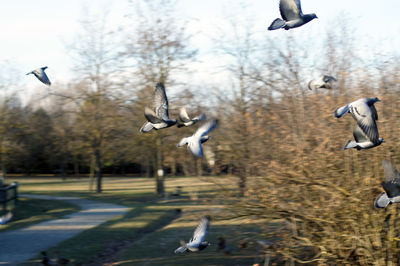 Seagulls flying in the background