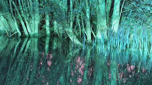 Full frame shot of trees in forest