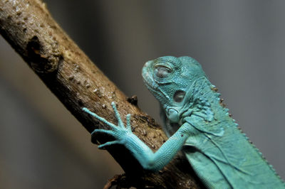 Close-up of a lizard on tree