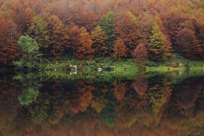 Scenic view of lake in forest during autumn