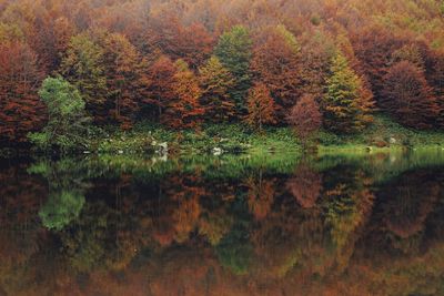 Scenic view of lake in forest during autumn