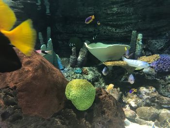 Close-up of fish swimming in aquarium