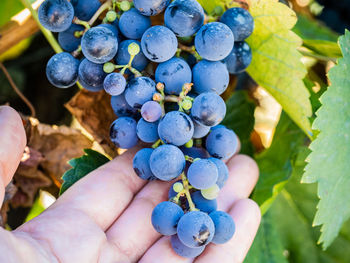 Hand with black grapes in the vineyard