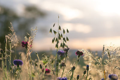 Close-up of purple flowering plants on field