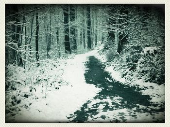 Bare trees in forest