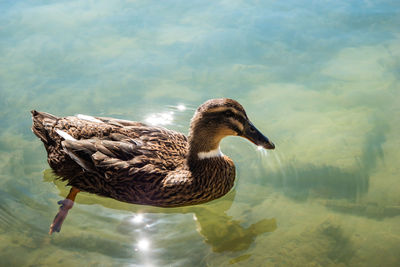 Single duck swimming in the clear lake 