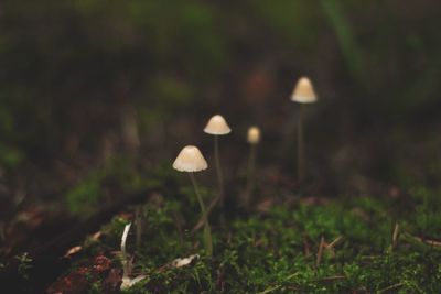 Close-up of mushroom growing on field