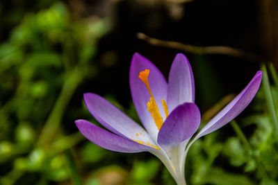 Close-up of purple crocus flower