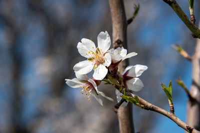 Close-up of white cherry blossoms in spring