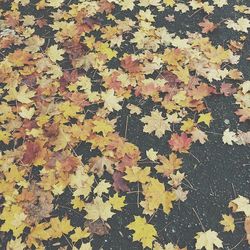 Full frame shot of leaves