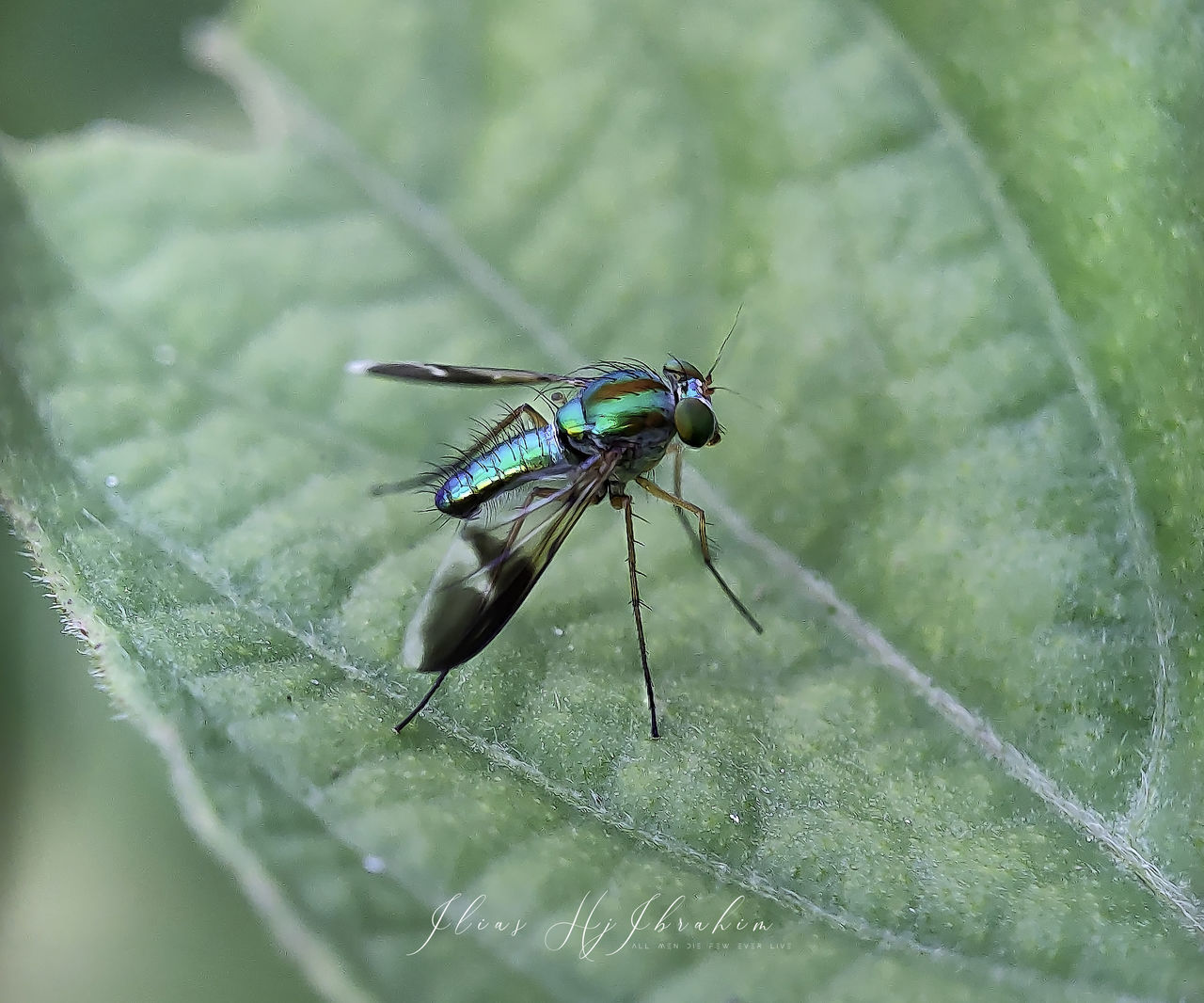 CLOSE-UP OF INSECT