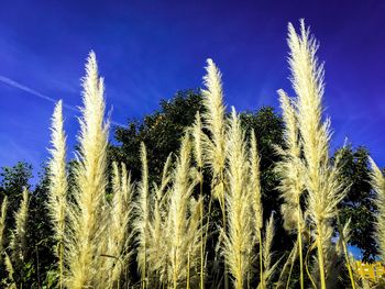 Low angle view of plants against sky