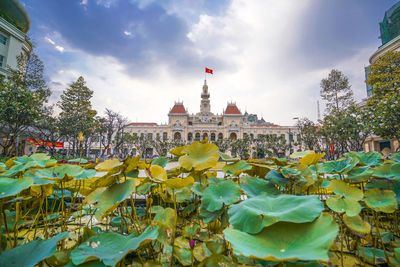 Plants growing in city against sky